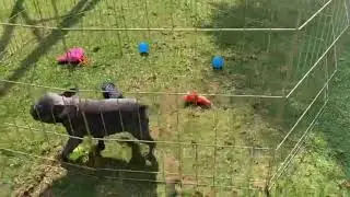 Bulldog Frances Exótico