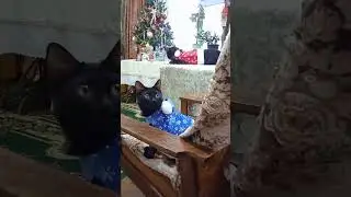 судебные приставы😂(новые русские бабки)