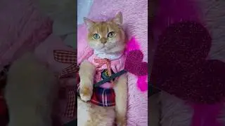 My cat Nika is so kind! 
