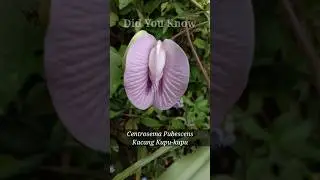 Did You Know : Centrosema pubescens - Kacang Kupu - Kupu #shorts #plants #greenearth