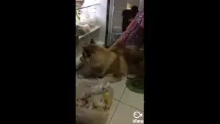 Husky it so hot (I will not leave refrigerator :D)