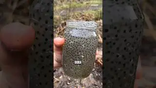 Telur Katak di Danau Ini Mirip Es Boba ‼️