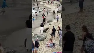 Chaos as sea lions chase beachgoers sending them running & screaming