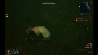 AquaCat Cyberpunk 2077