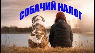 Налог на домашних животных