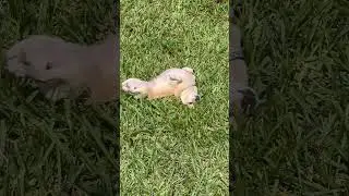 The Cute Dog Rolls in Grass