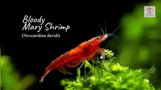 Bloody Mary Shrimp (Neocaridina davidi)
