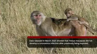 The Many Ways Animal Research Will Help End the COVID-19 Pandemic