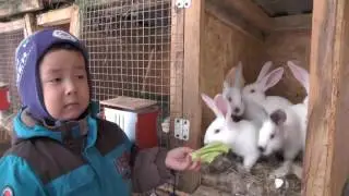 Мишка и дедушкины кролики