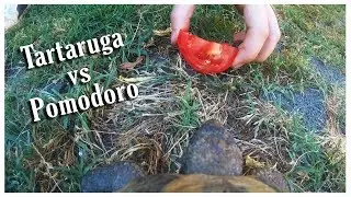 Tartaruga vs Pomodoro - Andoer AN8000