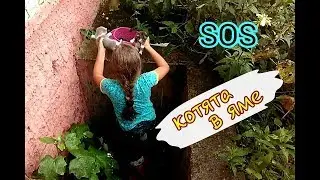 Спасаем котят из ямы.