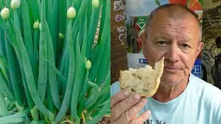 Хлеб 🍞 и лук-батун. Его луковая 🌱 стрелка заменяет маслины и 🥑 оливки.
