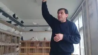 Совет от Гагика 61.Насморк,хрип,кашель и про Армянских бойных голубей.24.11.17г.