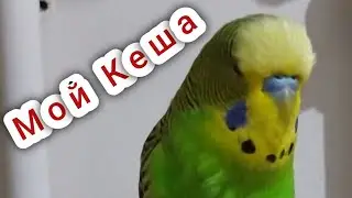 Волнистый попугай Кеша 🐦 попугай говорит 🐦