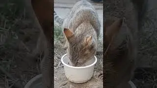 kuku in dieting 🤭 #cutecat #love #funnyvideo #youtubeshorts