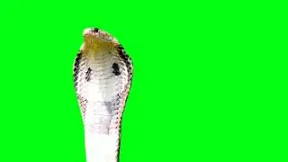 King Cobra Snake 🐍 Green Screen || Snake 🐍 Green Screen Background Video