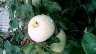 Как сохранить яблоки зимой