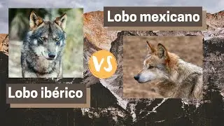 Lobo ibérico vs Lobo mexicano (@Hugoinnatura)
