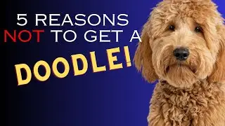 5 Reasons NOT to Get a DOODLE or Designer Dog - Dogs 101