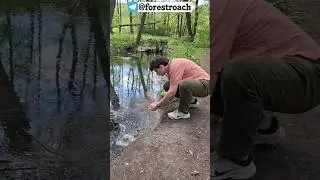 ГЛАВНОЕ ЛЕСНОЕ ПРАВИЛО! 