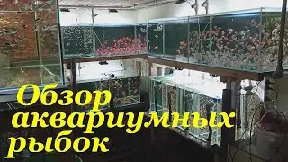 Обзор аквариумных рыбок Моя разводня