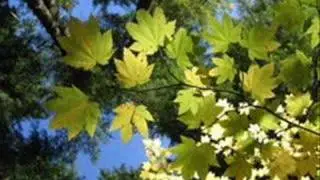 Nightingale - sound of nature
