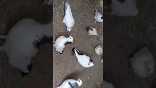 Наши бойные Голуби! Погоды нет.
