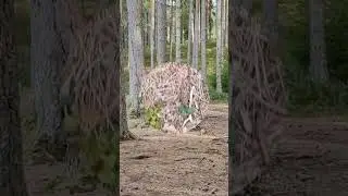 "Стыд в лесу"