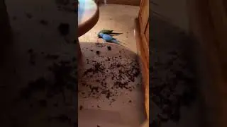 Чтоб не мешали смотреть футбол 🏈, 😅🦜💞🦜🥰 