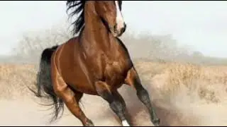 "Құлыным" әні:Ляйла Сүйінбаева.....сөзі:Рахат НАУРЫЗБАЕВА