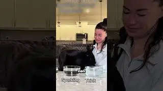 Des chiens qui goûtent de l'eau inhabituelle… Leurs réactions 😂🐶