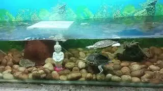 very unique type of water acquarifier in acquarium #shortsfeed #shorts #trending #viralreels #viral