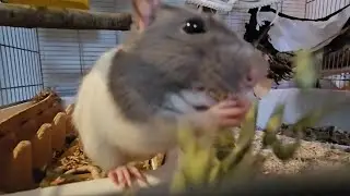criminal rat stealing sprays