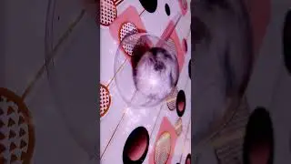 #prfunk