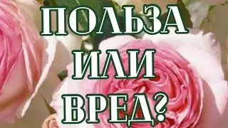 РОЗЫ. ПОЛЬЗА ИЛИ ВРЕД КОРМИТЬ РОЗЫ ВО ВРЕМЯ ЦВЕТЕНИЯ?
