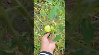 pasyalan natin ang ibat ibang taniman namin sa probinsya