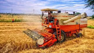 Wheat harvesting by dasmesh 9100 combine in India | Combine harvester wheat | @secretvillage704
