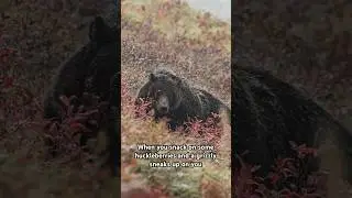 When a grizzly bear sneaks up on you after you snack on some huckleberries