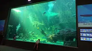 Cape Town Aquarium