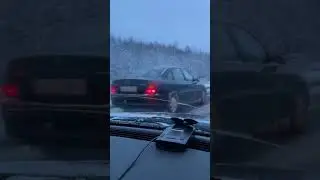 Олень на дороге. Животные на проезжей части 