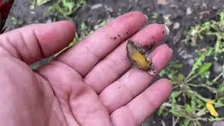 Заморозки. Заходи та результат захисту.