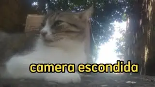 COLOQUEI UMA  CÂMERA ESCONDIDA NO MEU GATO 🐈 PRA VER OQUE ELE FAZ SEM EU POR PERTO..(VEJAM!)