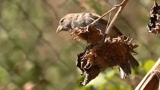 Воробьи на подсолнухах. Уборка семечек