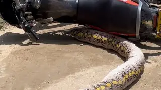 La víbora | broma 🤣🤣🤣🤣