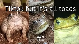 Tiktok but it’s all toads #2
