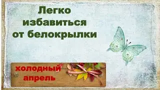 Легкое решение проблемы с белокрылкой Холодный апрель