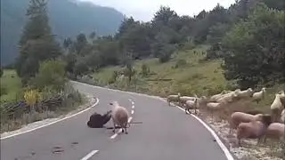 ҚҰРБАН АЙТ ҚҰТТЫ БОЛСЫН!!!