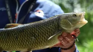 Tecnica di pesca a BOLOGNESE - i cavedani del Tevere