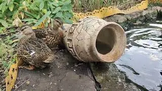 В амфоре удобно? Живём на даче.