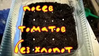 Посев томатов без хлопот/Всё покажу